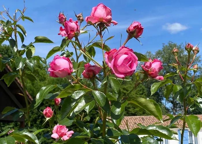 Des Petites Fadettes 